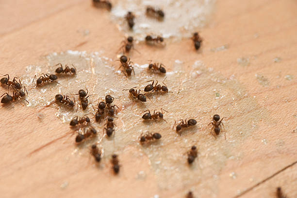 Best Pest Control Near Me  in East Lansing, MI